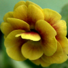 Primula Auricula Golden Hind - Abriachan Nurseries